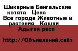 Шикарные Бенгальские котята › Цена ­ 25 000 - Все города Животные и растения » Кошки   . Адыгея респ.